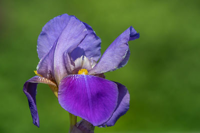 Close up of a purple iris flower with a green background
