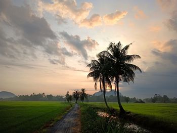 Palm trees on field against sky at sunset