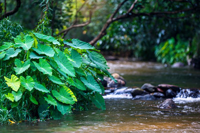 Mysterious mountain stream river flowing through the green forest