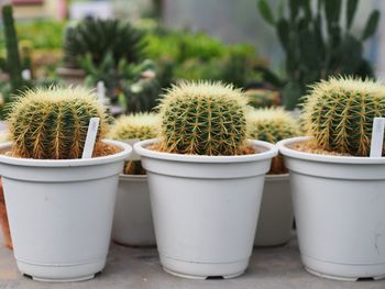 Close-up of succulent plants in yard