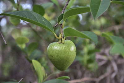 Close-up of fruit growing on tree