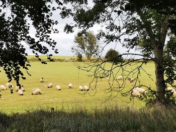 Flock of sheep grazing in field