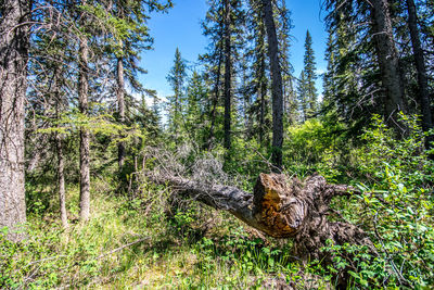 Pine trees in forest