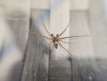 Close-up of spider on web