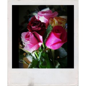 Close-up of pink rose