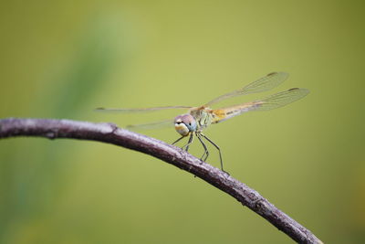 Close-up of dragonfly perching on leaf