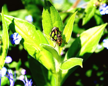 Close-up of fly on leaf