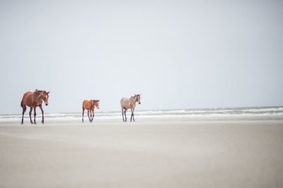 Horses on sea shore against clear sky