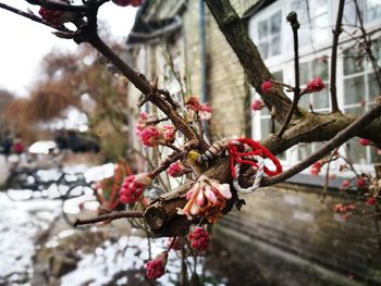 Close-up of red flowering plant on branch