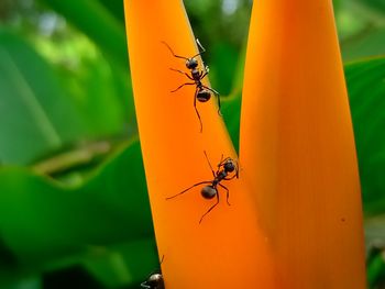 Close-up of ants on leaf