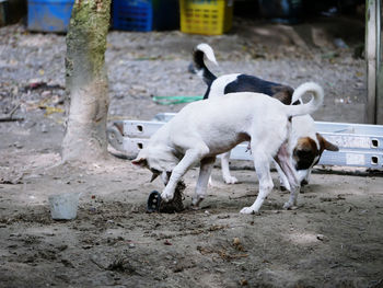 Two dogs on street