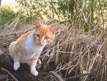 Portrait of cat with plants