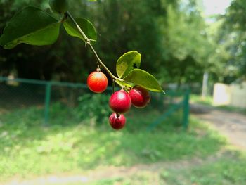 Close-up of red berries on tree