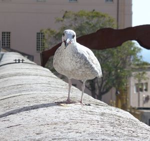 Close-up of bird perching on retaining wall