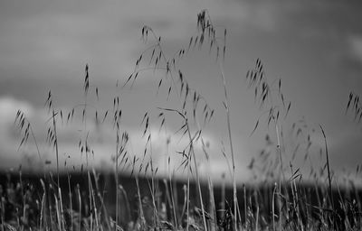  grass blades blowing in the wind 