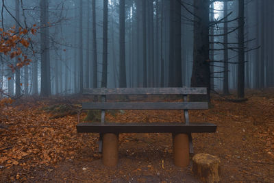 Bench in forest during autumn