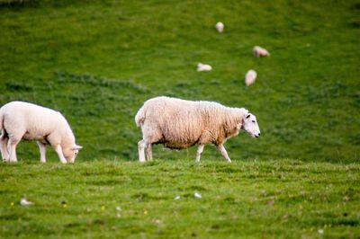 Sheep grazing in a field