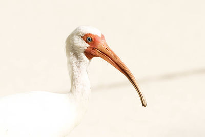 Close-up of ibis