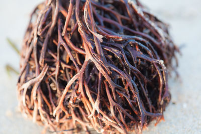 Close-up of plant against blurred background