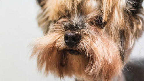 Close-up portrait of dog