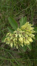 Close-up of plant growing on field