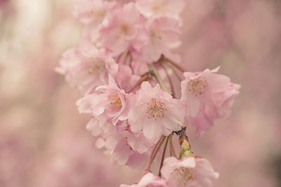 Close-up of pink cherry blossom