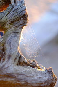 Close-up of spider web