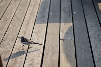 High angle view of bird on wooden bench