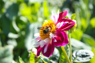 Close-up of bee on flower