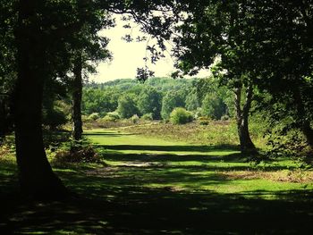 Trees on grassy field