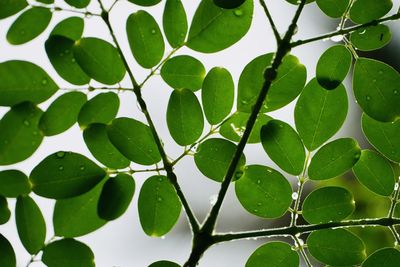 Full frame shot of green leaves