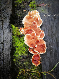 High angle view of mushrooms growing on tree trunk