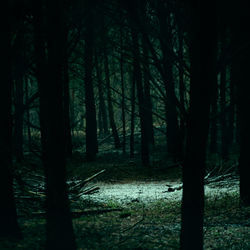 Silhouette trees in forest at night