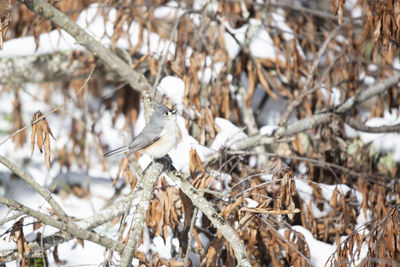 Close-up of bird perching on branch