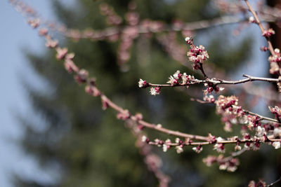 Low angle view of pink cherry blossom on tree
