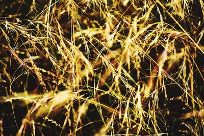 Full frame shot of illuminated plants at night