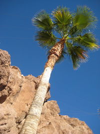 Low angle view of palm tree and rock against clear sky