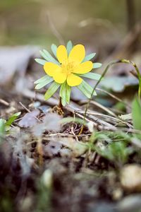 plant
