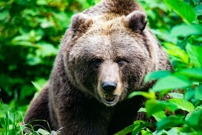 Bear in a forest