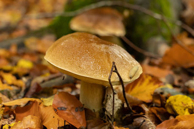 Close-up of mushroom growing on field