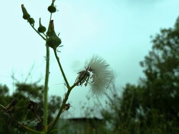 Low angle view of dandelion flower buds against sky