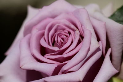 Close-up of pink rose