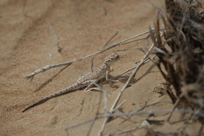 High angle view of insect on sand