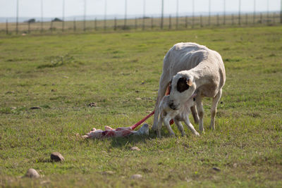 Goats on field against sky