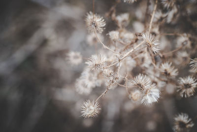 Close-up of wilted dandelion