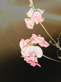 Close-up of pink flowers blooming outdoors