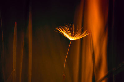 Close-up of orange flower against black background