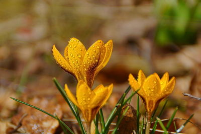 Close-up of yellow crocus flower on field