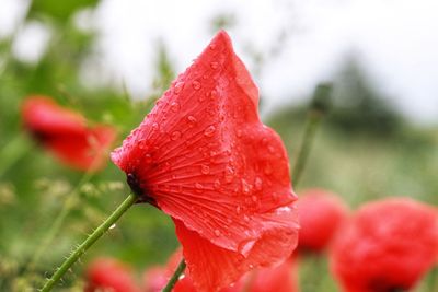 Close-up of red rose on field