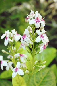 Close-up of pink flowering plant